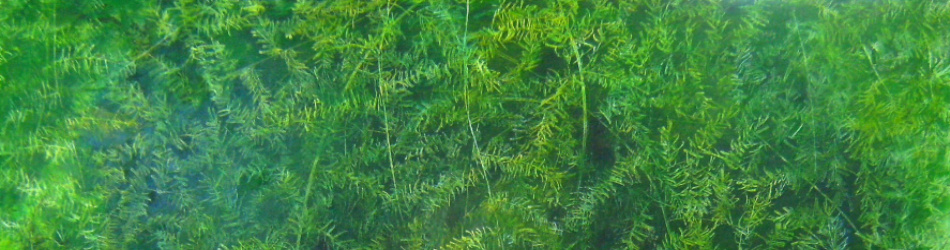 asparagus misdht.a.baumwolle 100x130 cm 2007.jpg